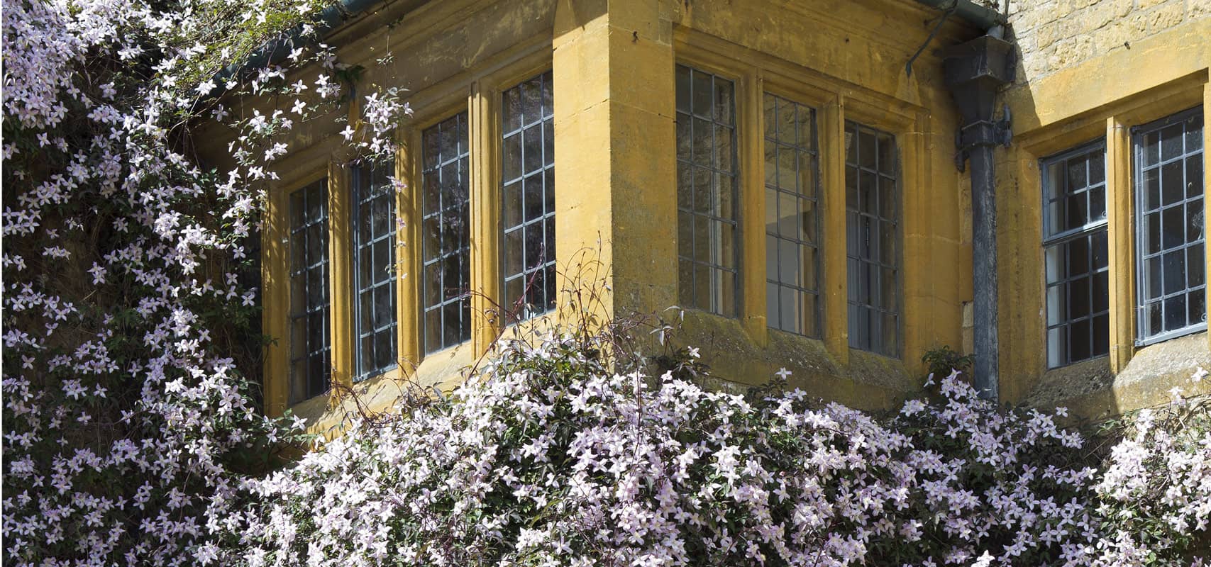 8 plantes grimpantes, adaptées à la Gironde, pour votre jardin