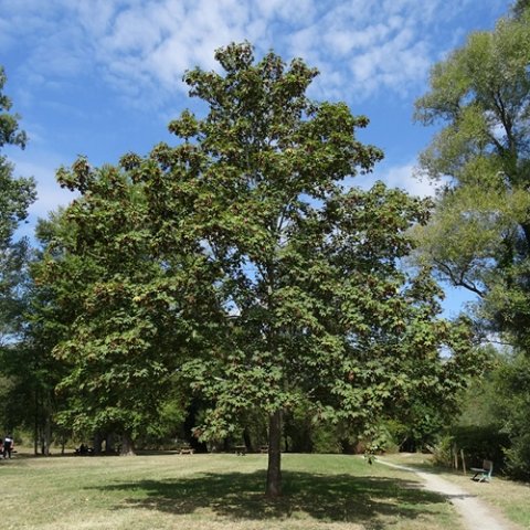 Acer opalus 