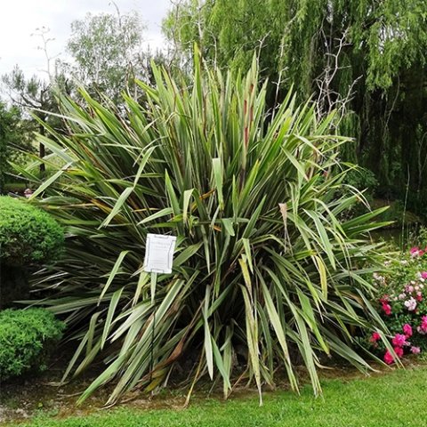 Phormium tenax 