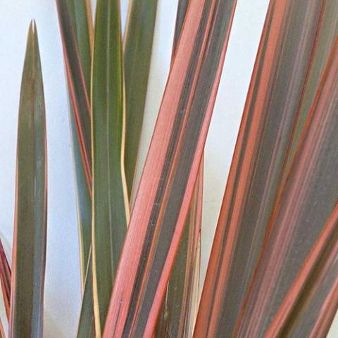 Phormium x 'Rainbow Queen'