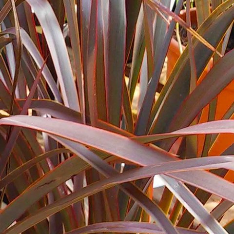 Phormium tenax 'Purpureum'