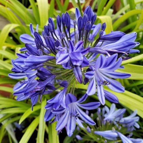 Agapanthus x 'Northern Star'