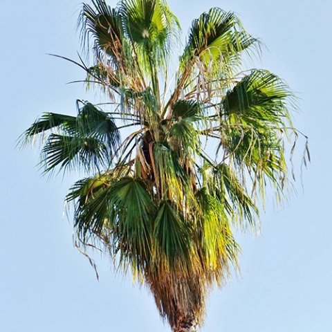 Washingtonia filifera