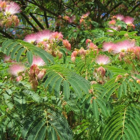 Albizia julibrissin 