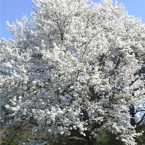 Pyrus pyrifolia