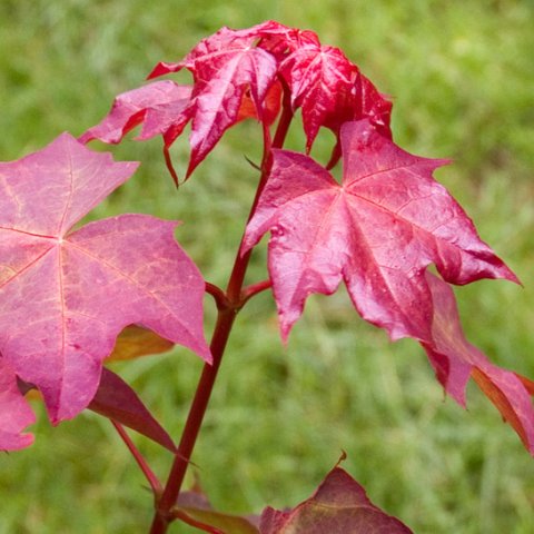 Acer cappadocicum 'Rubrum'