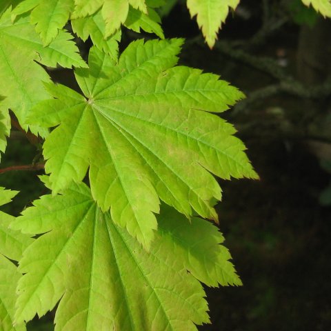 Acer japonicum 'Vitifolium'