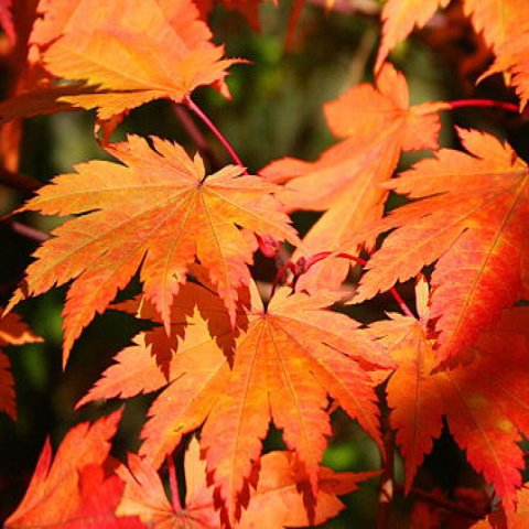 Acer japonicum 'Vitifolium'