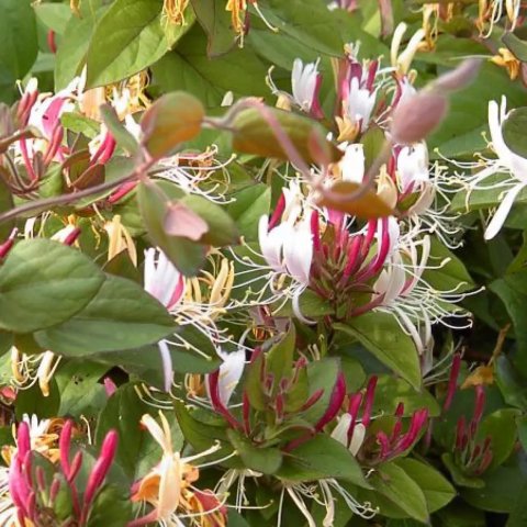 Lonicera japonica 'Chinensis'