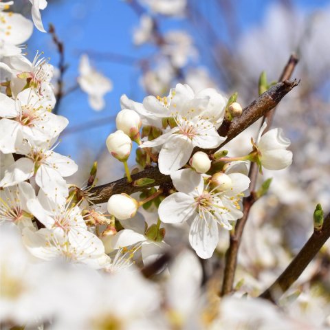 Pyrus communis