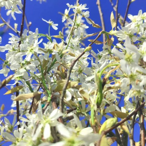 Amelanchier lamarckii (canadensis) 