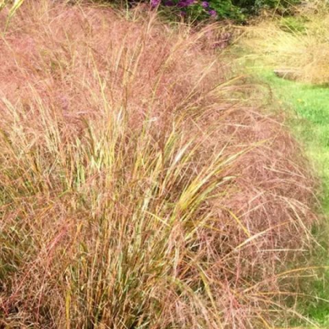 Anemanthele lessoniana (stipa arundinacea) 