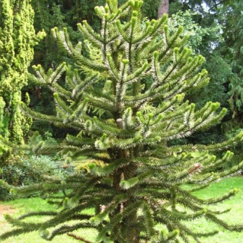 Araucaria araucana (imbricata) 