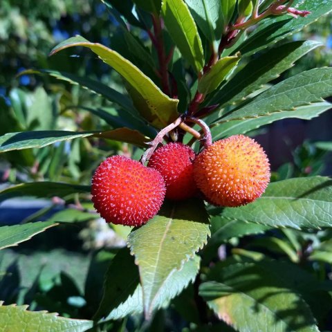 Arbutus unedo 'Rubra'