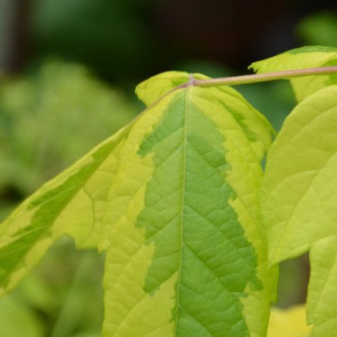 Acer negundo 'Aureomarginatum'