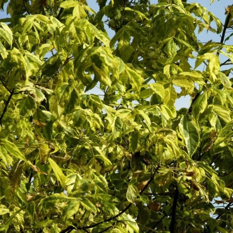 Acer negundo 'Aureomarginatum'