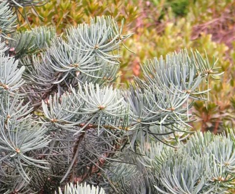 Abies concolor 'Glauca'