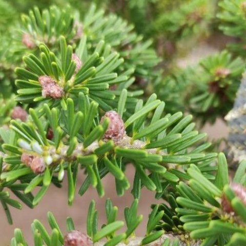 Abies koreana 