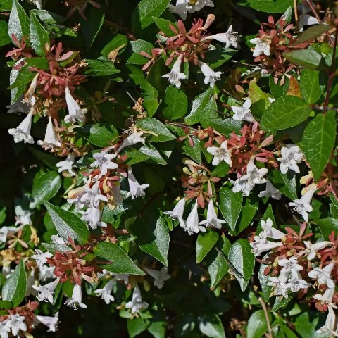 Abelia grandiflora 