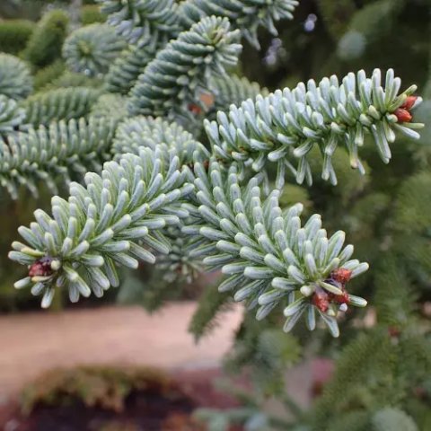 Abies pinsapo 