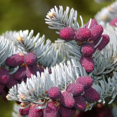 Abies procera (nobilis) 'Glauca'