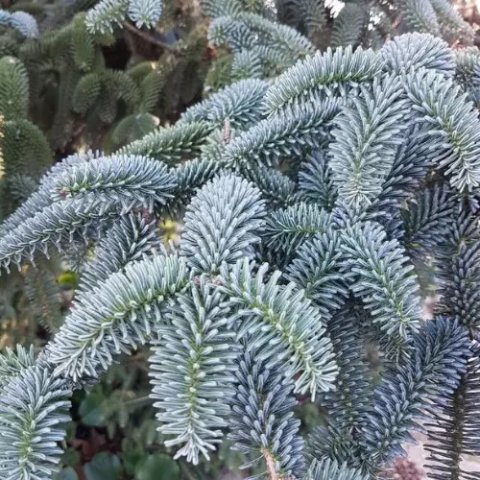 Abies procera (nobilis) 'Glauca'