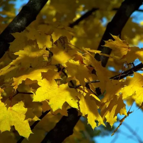Acer rubrum 