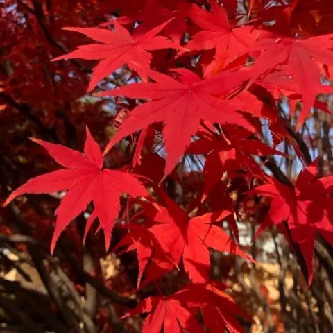 Acer palmatum 'Atropurpureum'