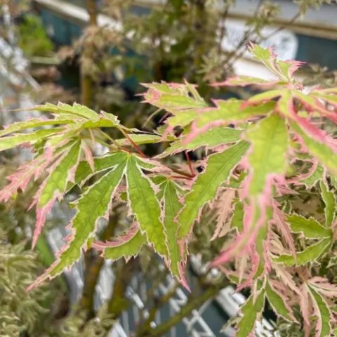 Acer palmatum 'Butterfly'