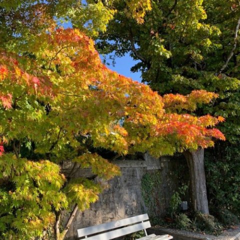 Acer palmatum 'Summer Gold'