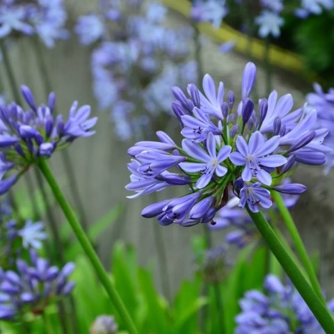 Agapanthus pitchoune® 