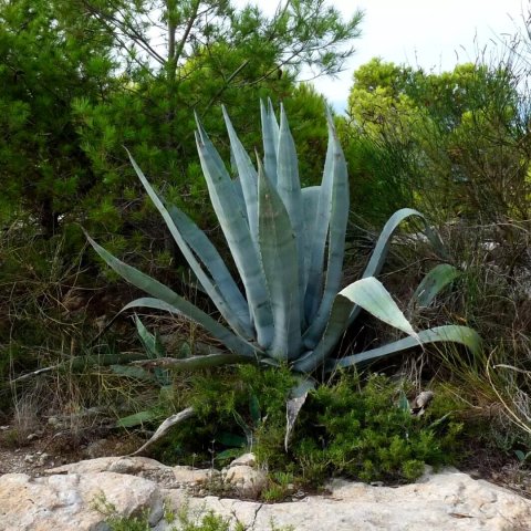 Agave Americana 