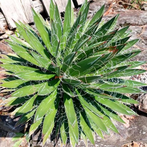 Agave filifera 