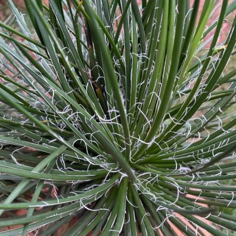 Agave geminiflora