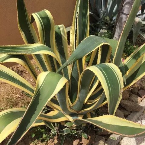 Agave americana 'Variegata'