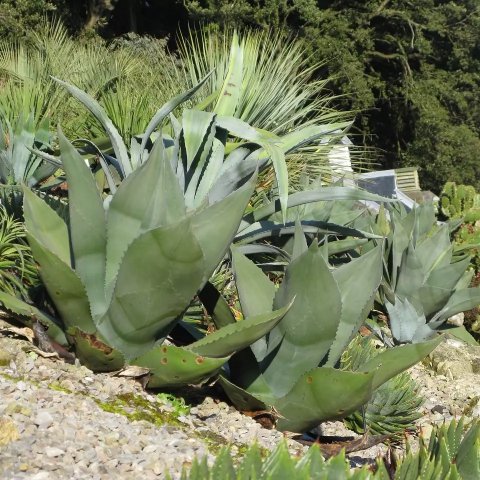 Agave ferox 