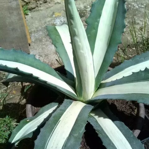 Agave americana 'Mediopicta Alba'