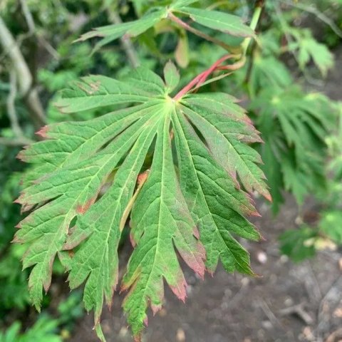 Acer japonicum 'Aconitifolium'