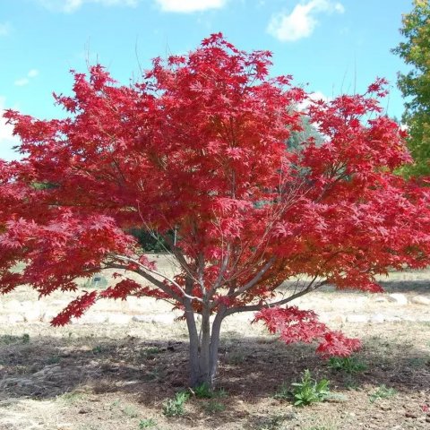 Acer palmatum 'Deshojo' (Shindeshojo)