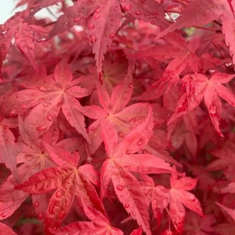 Acer palmatum 'Fireglow'