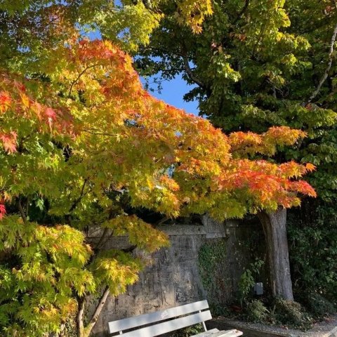 Acer palmatum 'sango kaku'