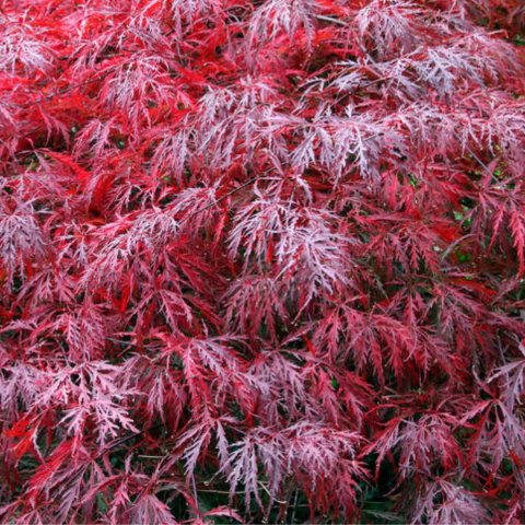 Acer palmatum Dissectum Garnet'