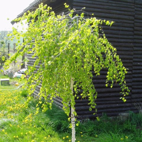 Betula pendula 'Youngii'