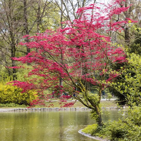 Acer palmatum 