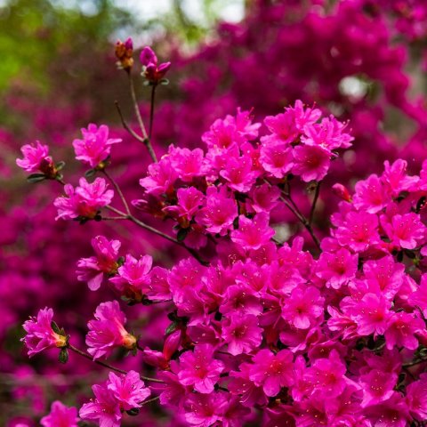 Azalea Japonica