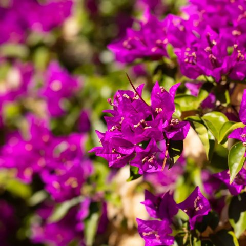 Bougainvillea