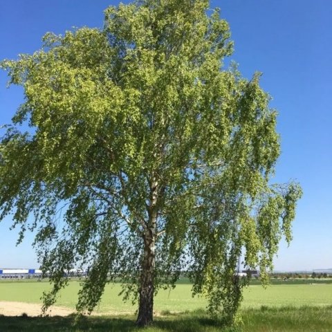 Betula pendula (alba),(verrucosa) 