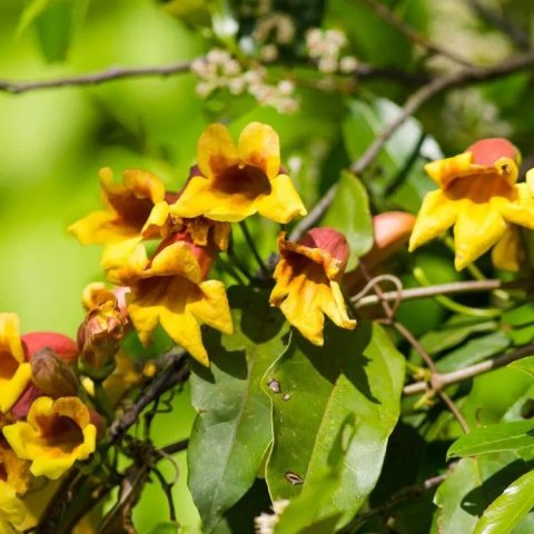 Bignonia (Doxantha) capreolata 