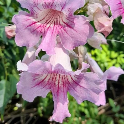 Bignonia Contessa Sara (Podranea ricasoliana) 