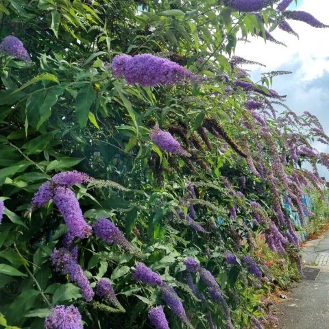 Buddleja davidii